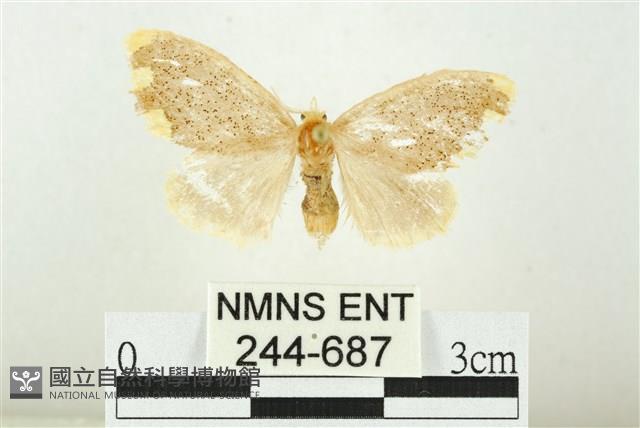 黑翅黃毒蛾藏品圖，第1張