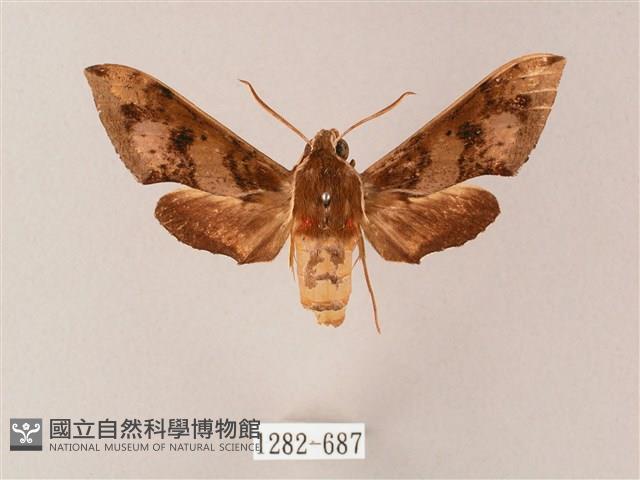 雙斑白肩天蛾藏品圖，第1張