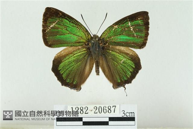 白芒翠灰蝶藏品圖，第1張