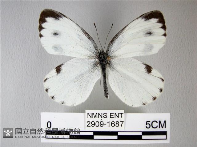 緣點白粉蝶藏品圖，第1張