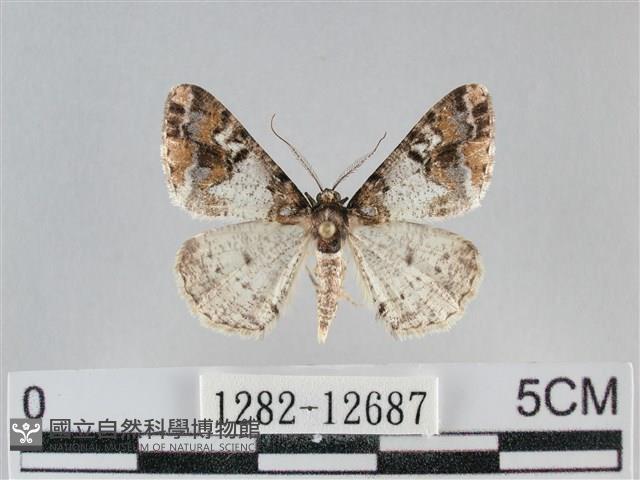 雙峰霜尺蛾藏品圖，第1張