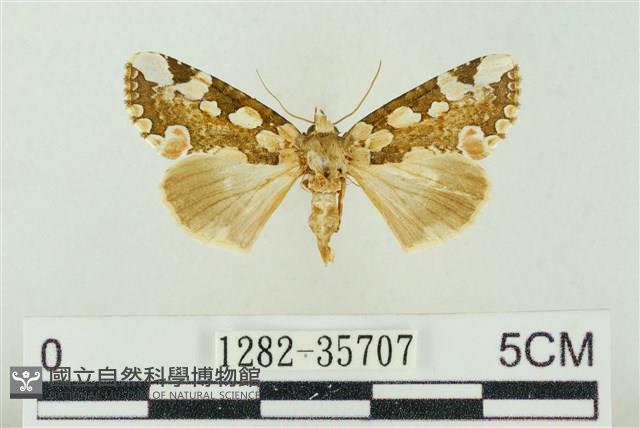 連珠波紋蛾藏品圖，第1張