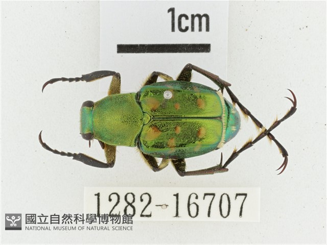 綠艷長腳花金龜藏品圖，第1張