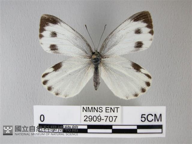 緣點白粉蝶藏品圖，第1張