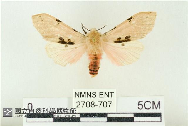 棍棒污燈蛾藏品圖，第1張