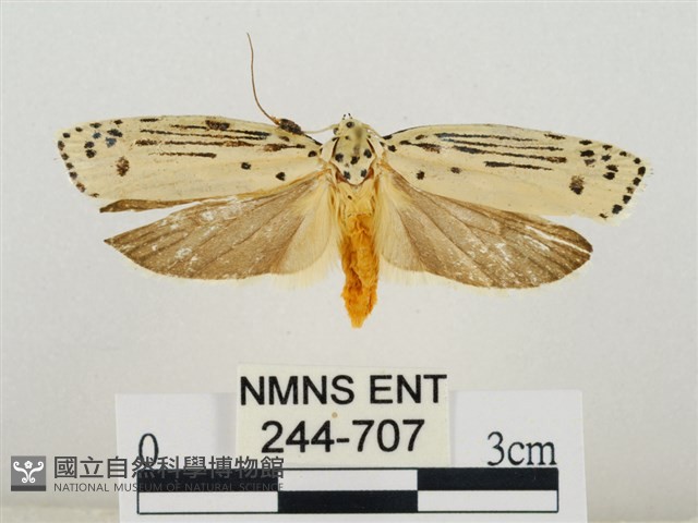 線紋篩蛾藏品圖，第1張