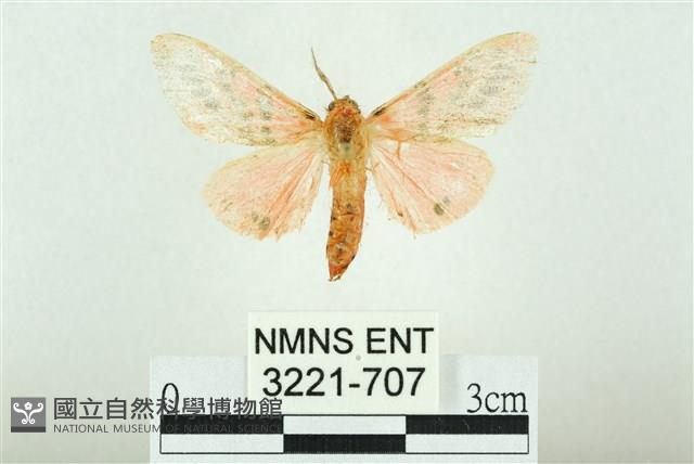 三條橙燈蛾藏品圖，第1張