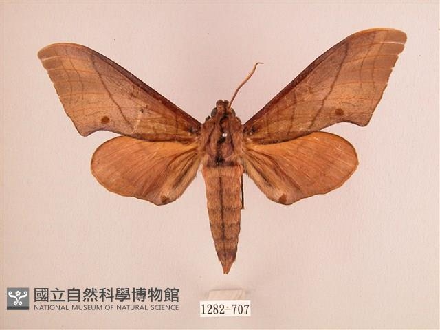 直翅六點天蛾藏品圖，第1張