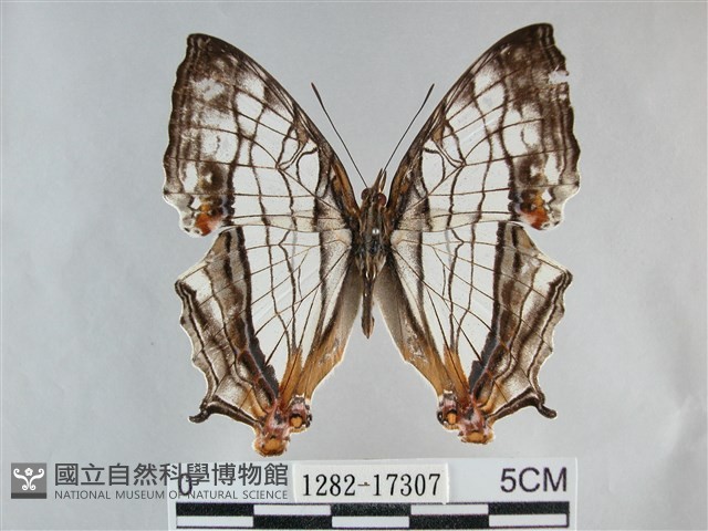 網絲蛺蝶、石牆蝶藏品圖，第1張
