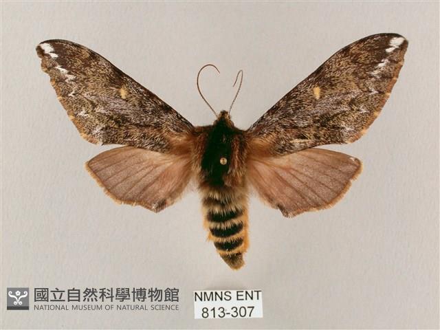 井上氏絨毛天蛾藏品圖，第1張