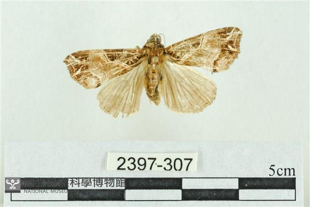 粉紅帶散紋夜蛾藏品圖，第1張