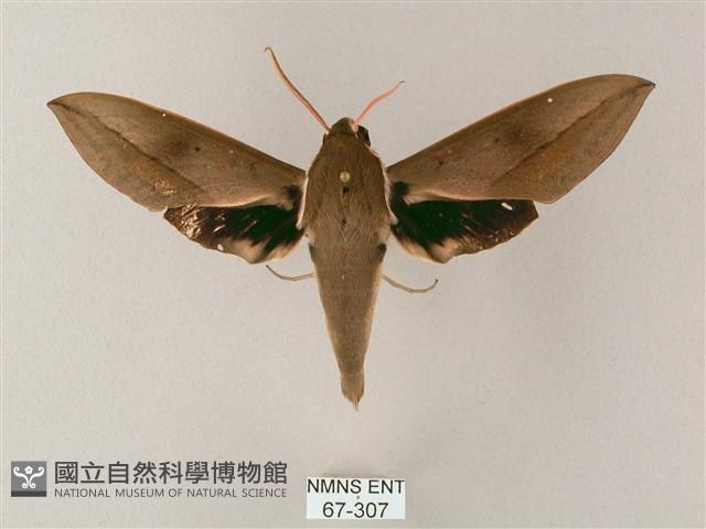 藏斜紋天蛾藏品圖，第1張