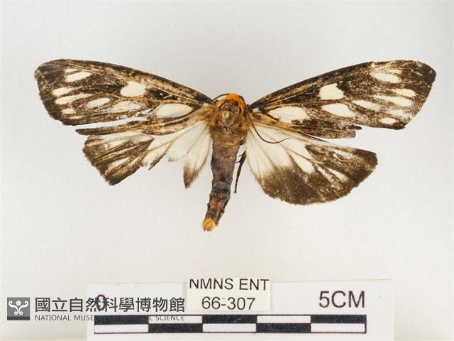 巨網燈蛾藏品圖，第1張