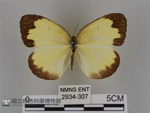 亮色黃蝶藏品圖，第1張