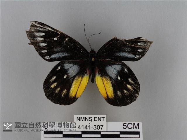 豔粉蝶藏品圖，第1張