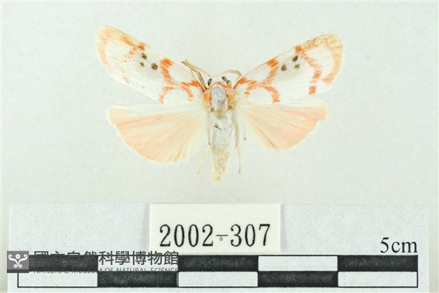 臺雪苔蛾藏品圖，第1張