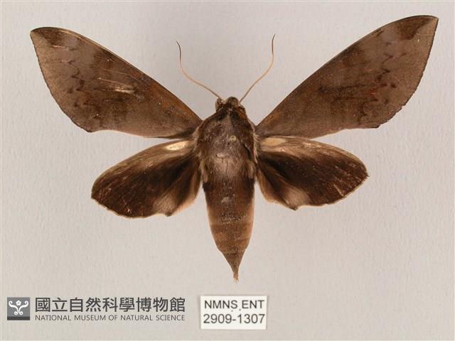 鋸線天蛾藏品圖，第1張