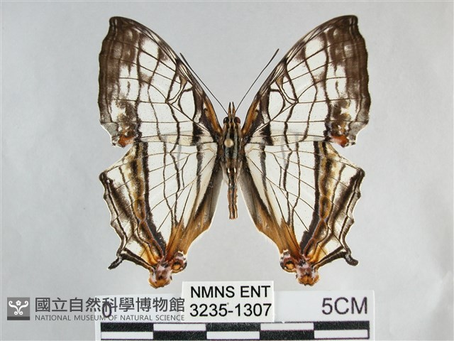 網絲蛺蝶、石牆蝶藏品圖，第1張