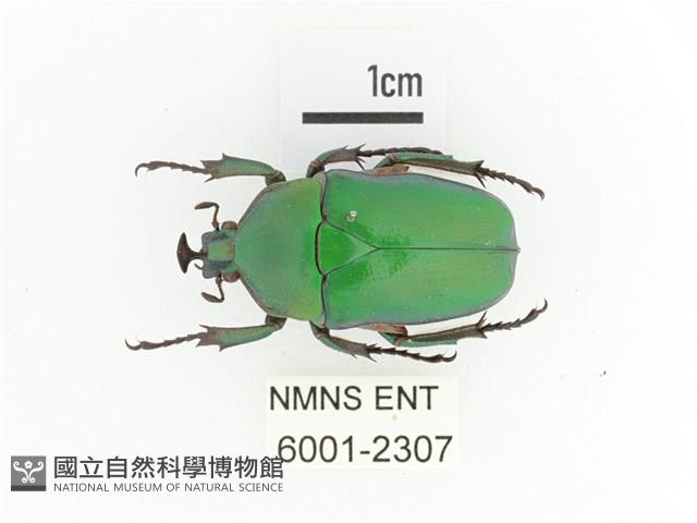 臺灣扇角金龜藏品圖，第1張