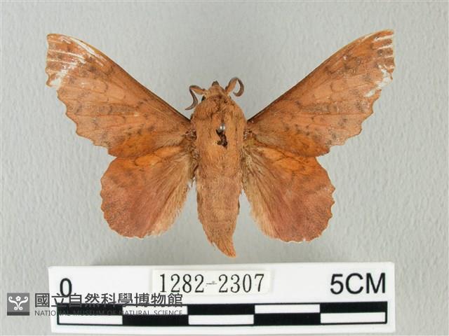 鋸緣枯葉蛾藏品圖，第1張