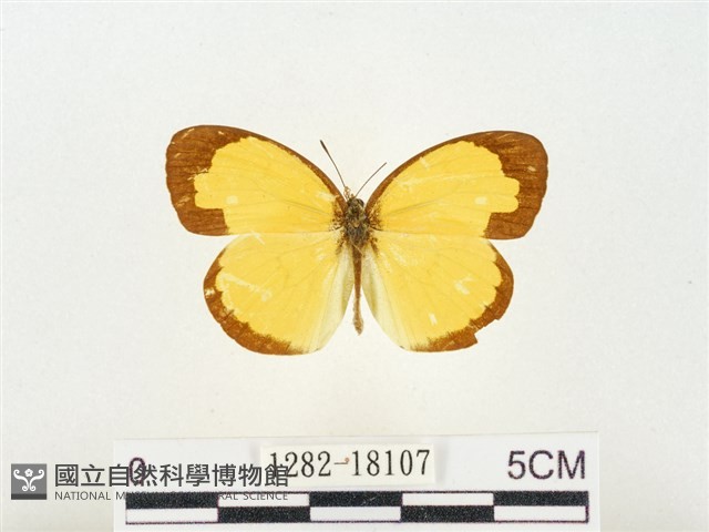 島嶼黃蝶、江崎黃蝶藏品圖，第1張