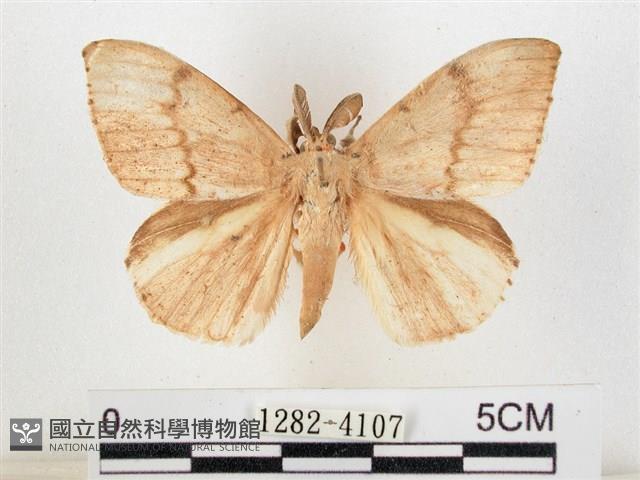 木毒蛾藏品圖，第1張