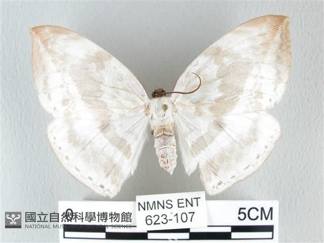 圓翅大鉤蛾藏品圖，第1張