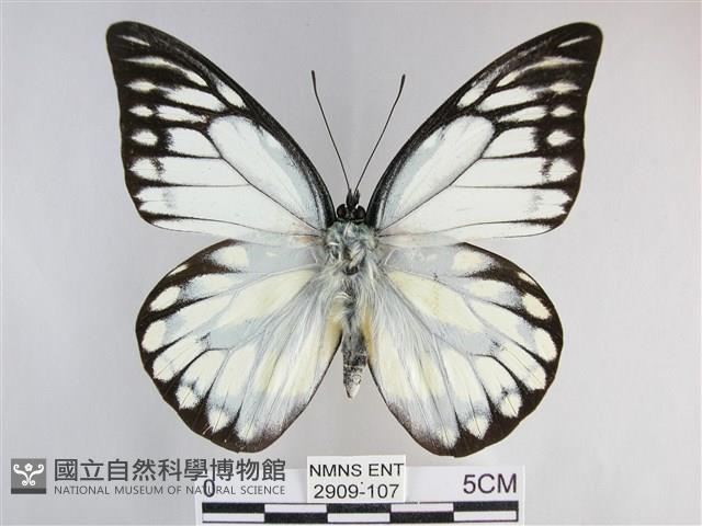 鋸粉蝶藏品圖，第1張