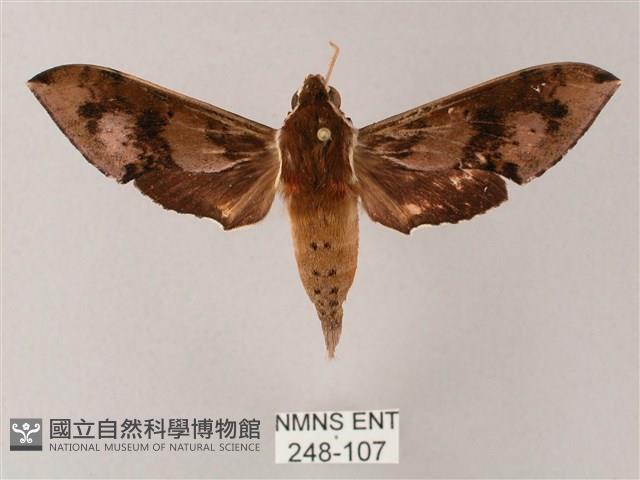 雙斑白肩天蛾藏品圖，第1張