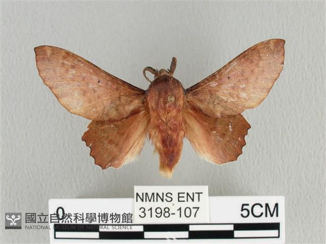 臺灣枯葉蛾藏品圖，第1張