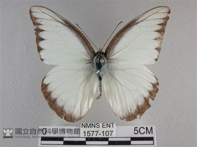 異色尖粉蝶藏品圖，第1張