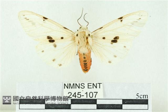 菊池污燈蛾藏品圖，第1張