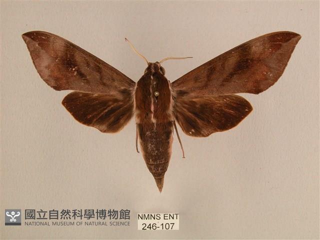 背中白天蛾藏品圖，第1張