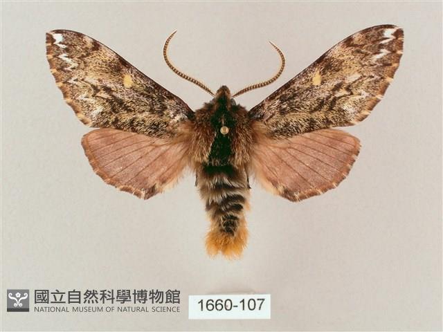 井上氏絨毛天蛾藏品圖，第1張