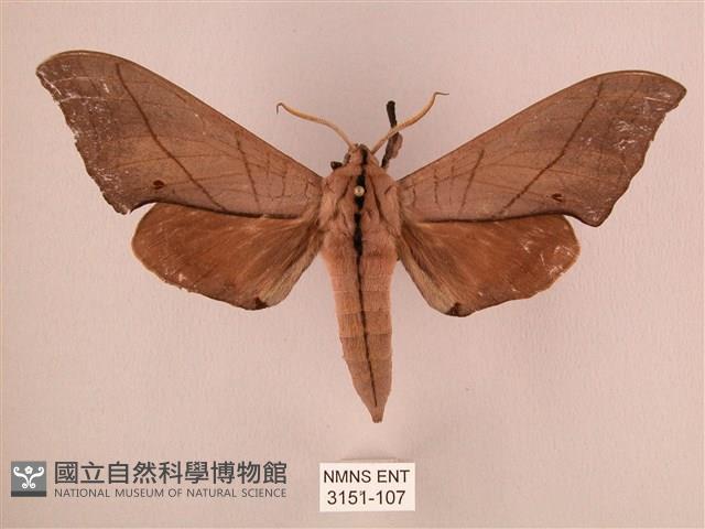 直翅六點天蛾藏品圖，第1張