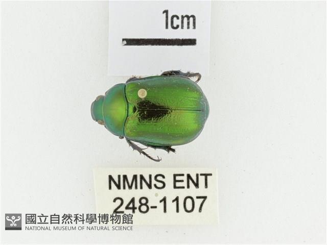 艷金龜藏品圖，第1張