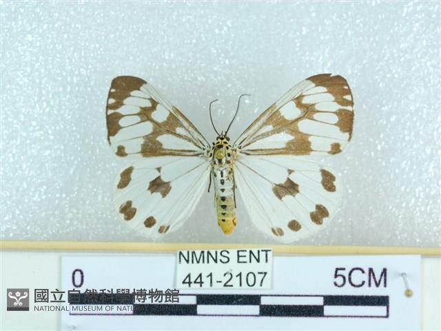 粉蝶燈蛾藏品圖，第1張