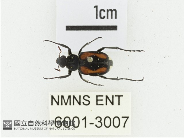黑虎斑花金龜藏品圖，第1張