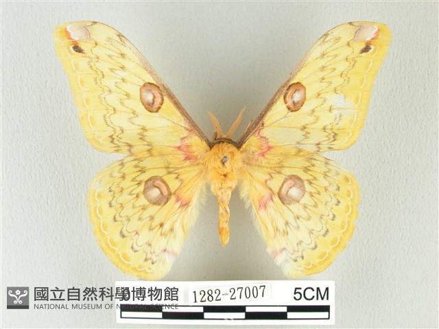 黃豹天蠶蛾藏品圖，第1張