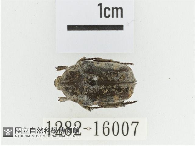 灰白點花金龜藏品圖，第1張