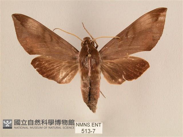 背中白天蛾藏品圖，第1張