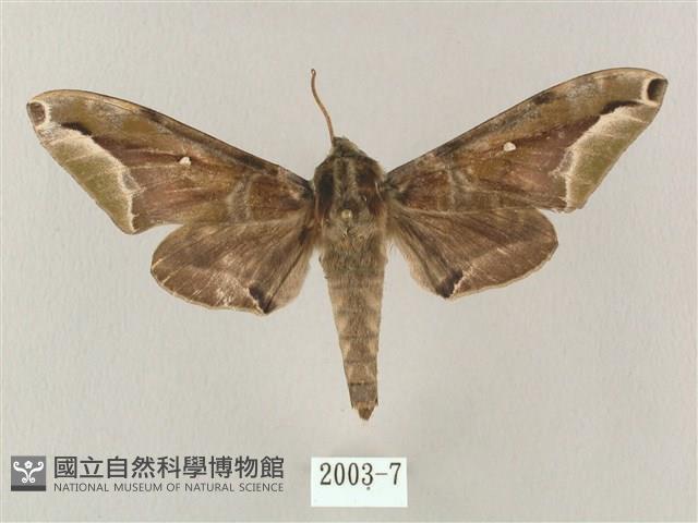 白點天蛾 藏品圖，第1張