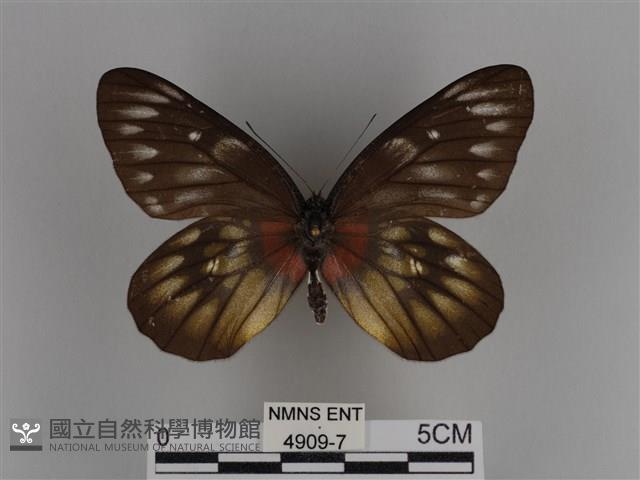 豔粉蝶藏品圖，第1張