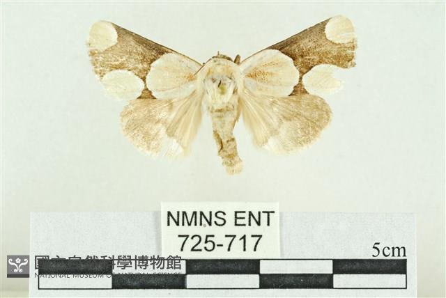 臺灣斑蕊夜蛾藏品圖，第1張