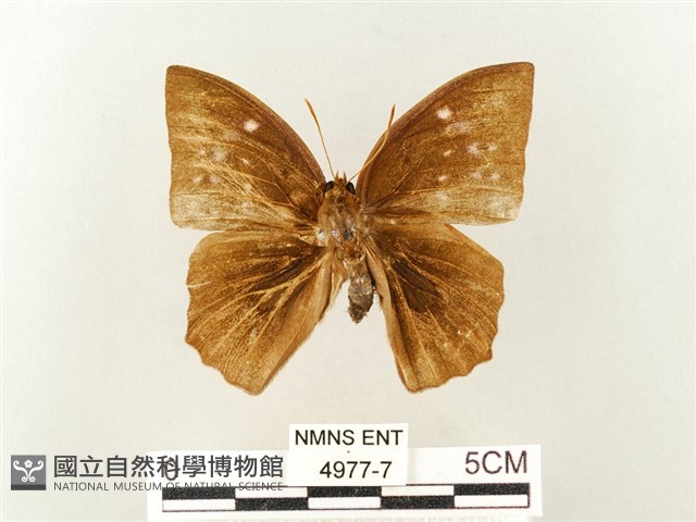 方環蝶藏品圖，第1張