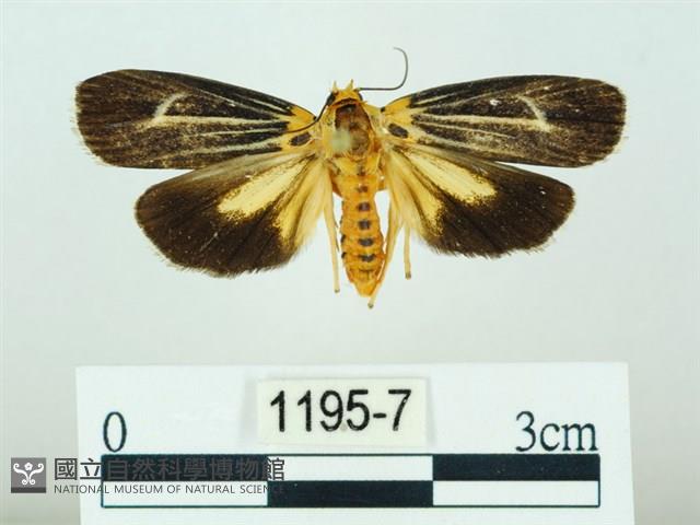 黃肩奇蛾藏品圖，第1張