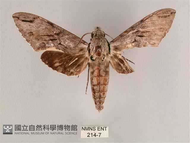 細斜紋霜天蛾藏品圖，第1張