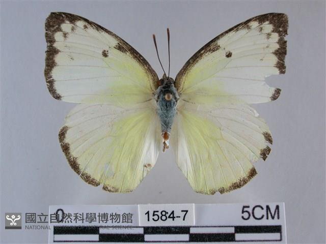 遷粉蝶、淡黃蝶藏品圖，第1張