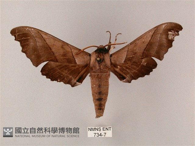 齒翅三線天蛾藏品圖，第1張