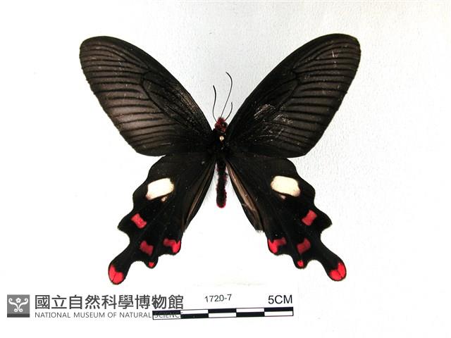 多姿麝鳳蝶藏品圖，第1張